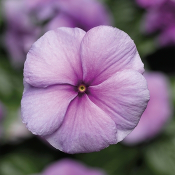Catharanthus roseus SunStorm® 'Purple'