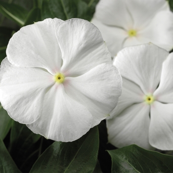Catharanthus roseus Valiant™ Pure White