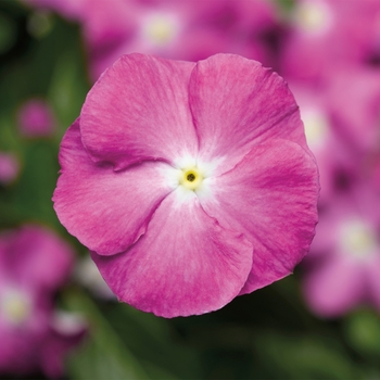 Catharanthus roseus SunStorm® 'Orchid Halo'