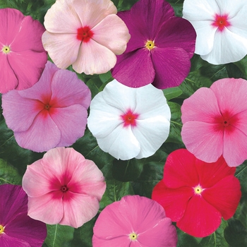 Catharanthus roseus 'Mix' 