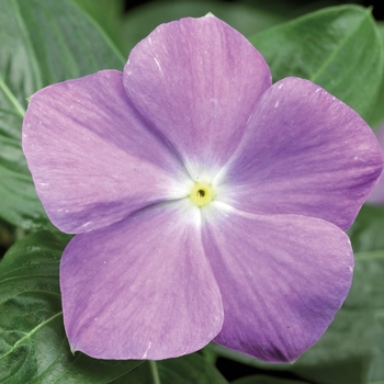 Catharanthus roseus 'Light Blue' 