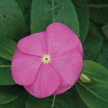 Catharanthus roseus SunStorm® 'Deep Pink'