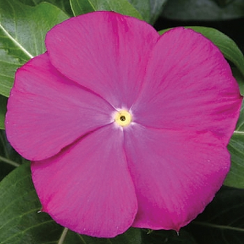 Catharanthus roseus SunStorm® 'Deep Orchid'