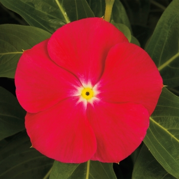 Catharanthus roseus SunStorm® 'Bright Red'