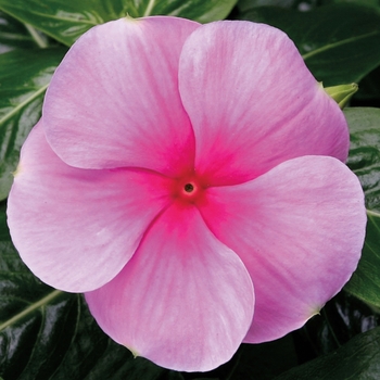 Catharanthus roseus SunStorm® 'Blush'