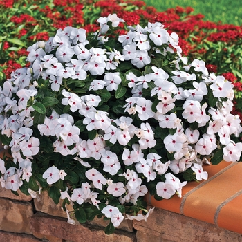 Catharanthus roseus Cora® 'Cascade Polka Dot'