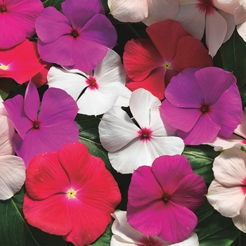 Catharanthus roseus 'Cascade Series' 