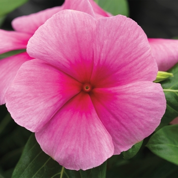 Catharanthus roseus Cora® 'Strawberry'