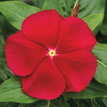 Catharanthus roseus 'Red' 