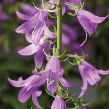 Campanula rapunculoides 'Cambell™ Blue' 