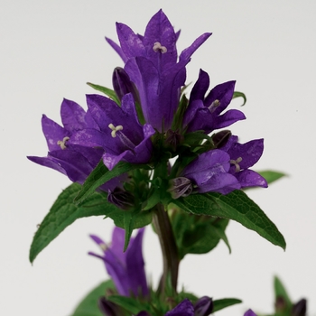 Campanula glomerata 'Bellefleur™ Blue' 