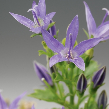 Campanula garganica 'Filigree™' 