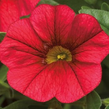 Calibrachoa 