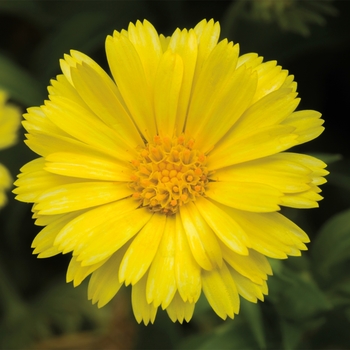 Calendula Caleo™ 'Yellow'