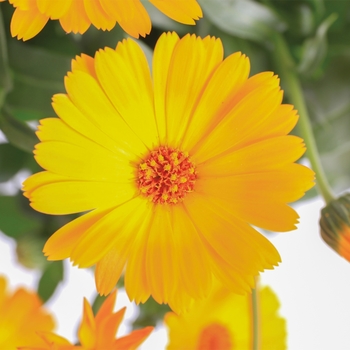 Calendula Caleo™ 'Orange'