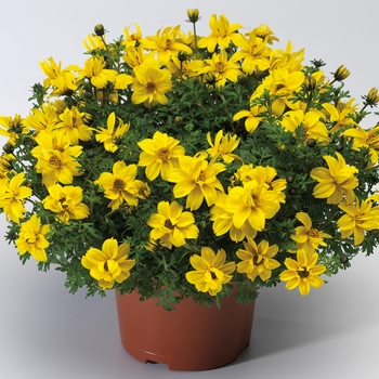 Bidens ferulifolia 'Semi-Double' 