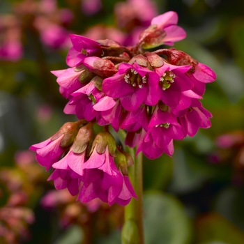 Bergenia cordifolia 'Shoeshine™ Rose'