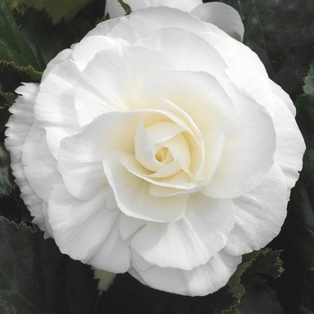 Begonia x tuberhybrida 'White' 