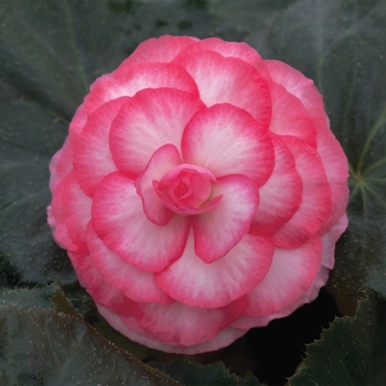 Begonia x tuberhybrida Go-Go™ 'Rose Bicolor'
