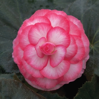 Begonia x tuberhybrida 'Rose Bicolor' 