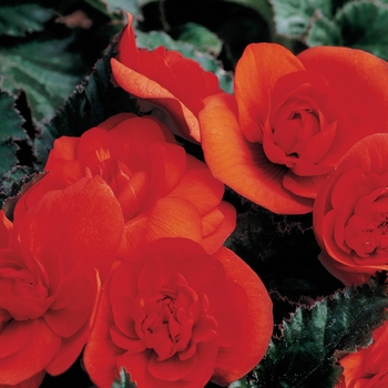 Begonia x tuberhybrida 'Orange' 