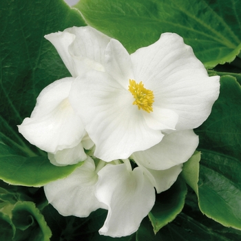 Begonia semperflorens 'White' 