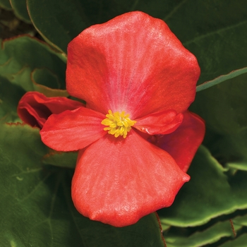 Begonia semperflorens 'Scarlet' 