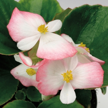 Begonia semperflorens 'Rose Bicolor' 