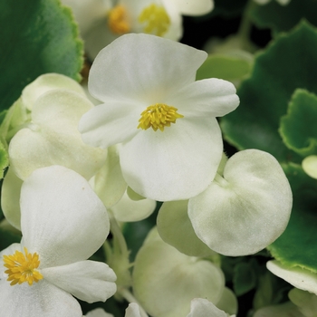 Begonia semperflorens 'Green Leaf White' 