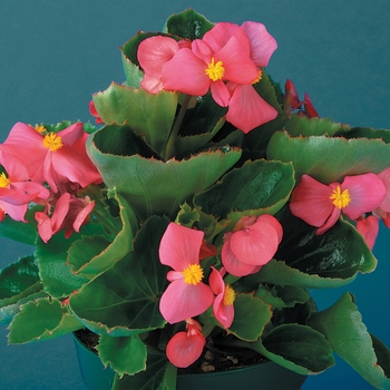 Begonia semperflorens 'Green Leaf Rose' 