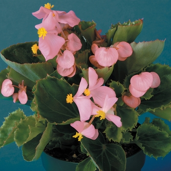 Begonia semperflorens Eureka™ 'Green Leaf Pink'