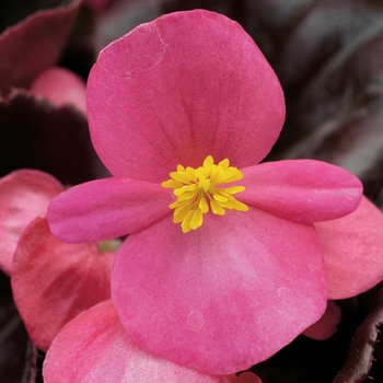 Begonia semperflorens Eureka™ 'Bronze Rose'