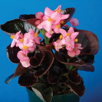 Begonia semperflorens 'Bronze Pink' 