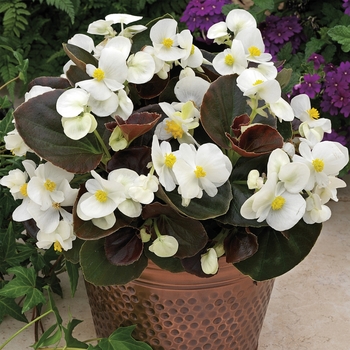 Begonia semperflorens 'White' 