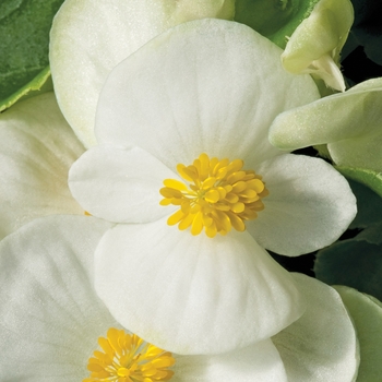 Begonia semperflorens Bada Bing® 'White'