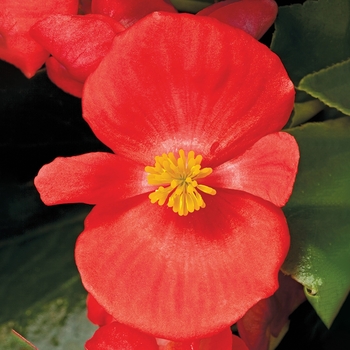 Begonia semperflorens 'Scarlet' 