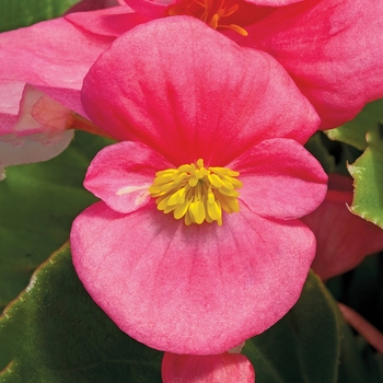 Begonia semperflorens 'Rose' 