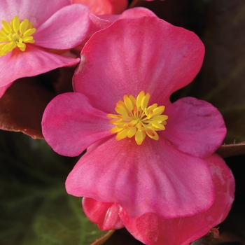 Begonia semperflorens Bada Boom® 'Rose'