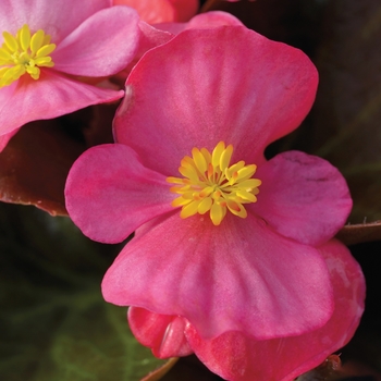 Begonia semperflorens 'Rose' 