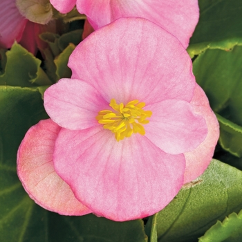 Begonia semperflorens 'Pink' 