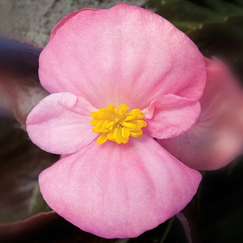 Begonia semperflorens 'Pink' 