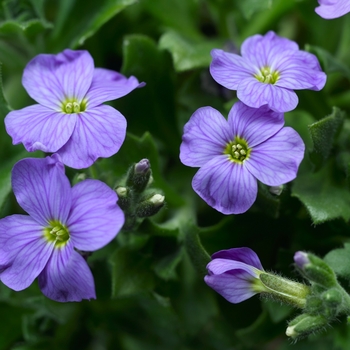 Aubrieta 'Sky Blue' 