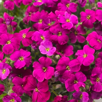 Aubrieta 'Red' 