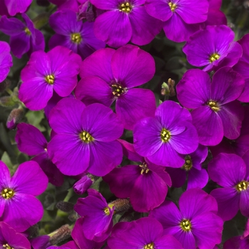 Aubrieta 'Purple Shades' 