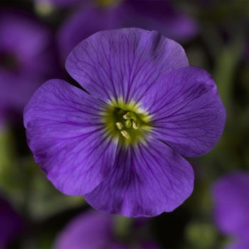 Aubrieta 'Light Blue' 