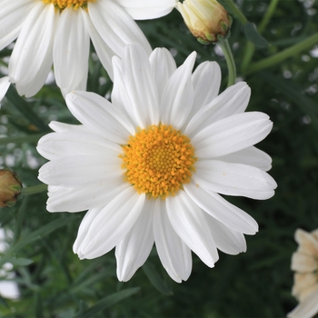 Argyranthemum frutescens 'White' 