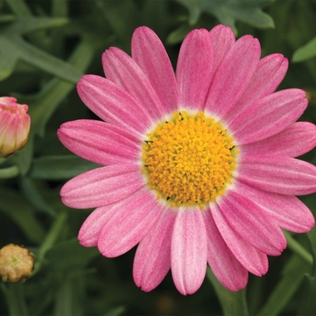 Argyranthemum frutescens 'Rose' 