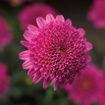 Argyranthemum frutescens 'Compact Double Deep Rose' 