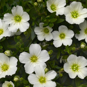 Arenaria montana 'Summer White'