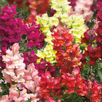 Antirrhinum majus 'Mix' 